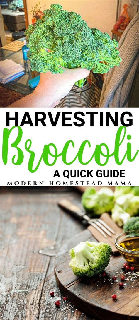 Harvesting Broccoli When And How To Harvest Broccoli Modern Homestead Mama Harvesting