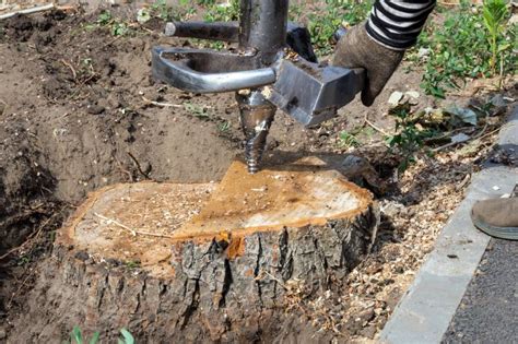 How Much Does Tree Stump Removal Cost 2024 Price Guide House Grail