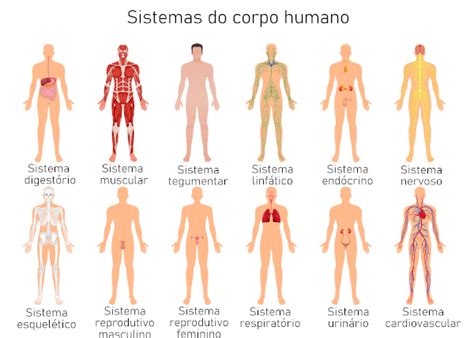 Sistemas Do Corpo Humano Quais São Funções Brasil Escola