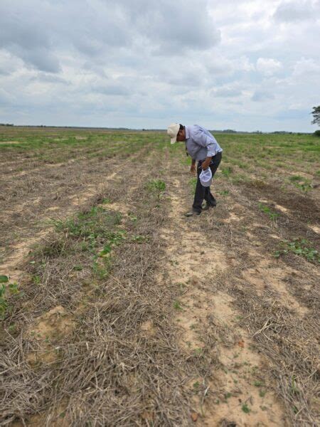 Anapo Prev Que La Producci N De Soya De Este Verano Disminuir En