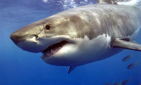 La Floride Capitale Mondiale Des Attaques De Requins Fr Imarabic