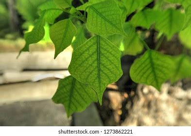 Chinese Tallow Tree Leaves Closeup Stock Photo (Edit Now) 1273862221