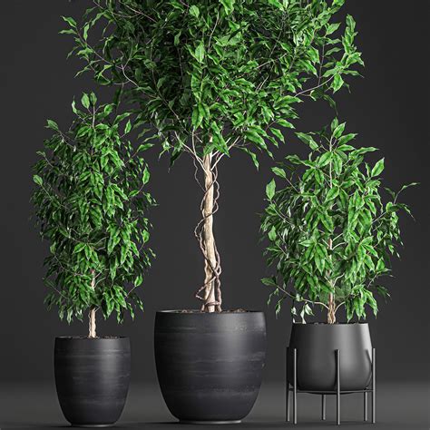 Ficus Benjamina Trees In A Flowerpot For Interior Design 553 3d Model