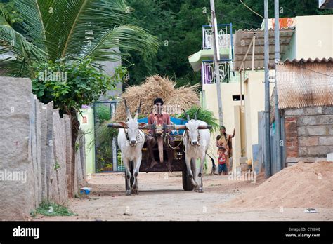 Indian Bullock Cart And Driver Transporting Crops Through A Rural