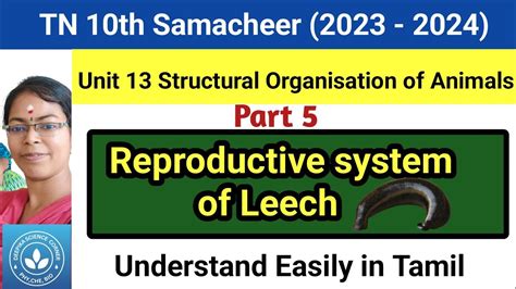 Reproductive System Of Leech Class 10 Science Term 1 Unit 13 Youtube