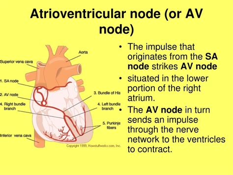 Ppt The Cardiovascular System Powerpoint Presentation Free Download Id5453835