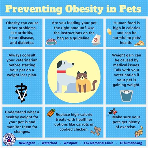 Obesity Diet And Pet Health Connecticut Humane Society