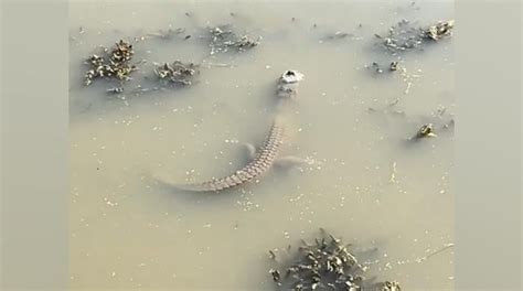 WATCH: Alligator in frozen water stuns viewers | news24days.com