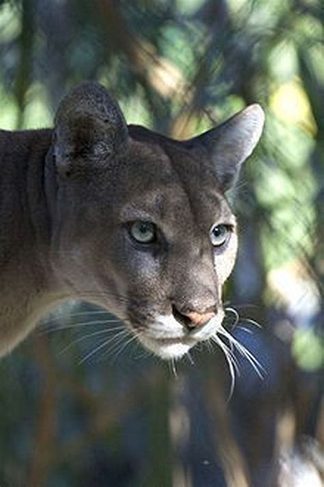 Endangered Florida panther killed: Reward offered for tips leading to ...