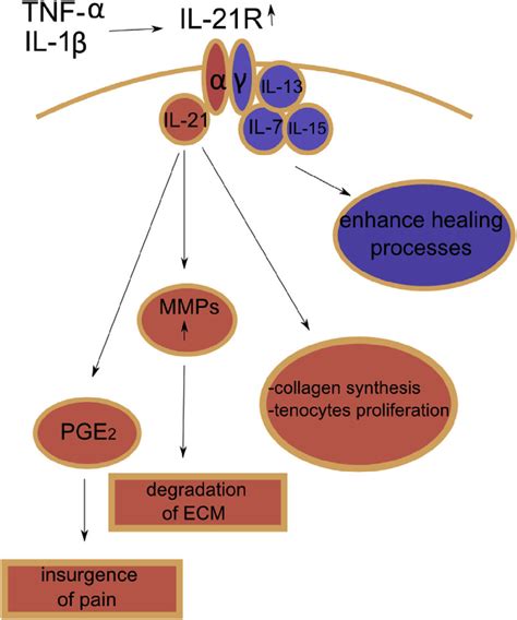 E Il Pathway Tnf A And Il B Induce The Expression Of Il R