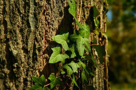 Texture Dans Le Soulagement De L Corce Brune D Un Arbre Avec La Vigne