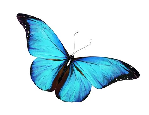 Morpho wingspan Stock Photos, Royalty Free Morpho wingspan Images | Depositphotos