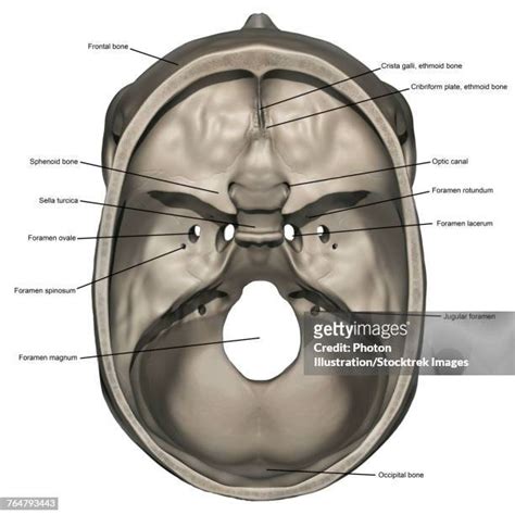 Foramen Magnum Photos And Premium High Res Pictures Getty Images