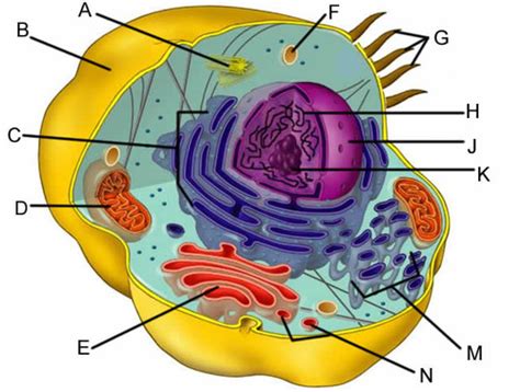 07 Cell Labeling Flashcards Quizlet