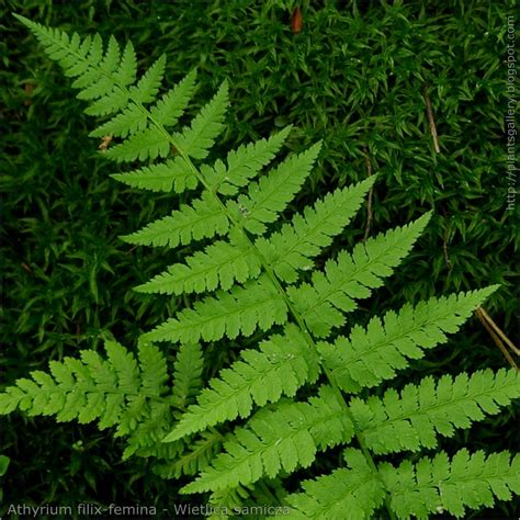 IMGP6052 Athyrium Filix Femina Wietlica Samicza See More Flickr