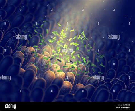 Gut Bacteria Hi Res Stock Photography And Images Alamy