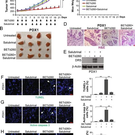 BETd260 Suppresses CRC PDX Tumors In An ER Stress Dependent Manner NSG