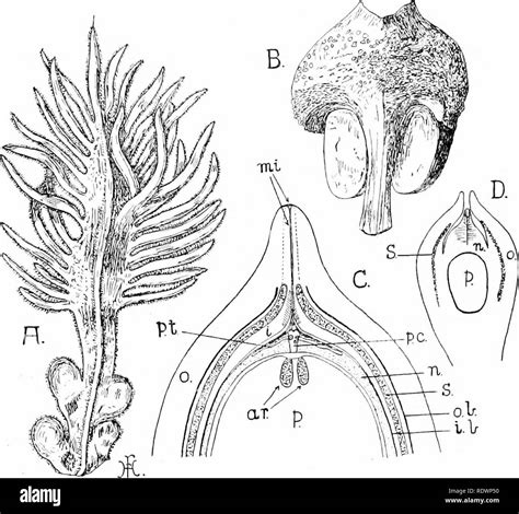 Cycas Megasporophyll