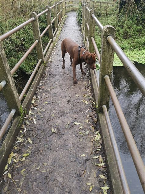 Dog walk at Denham Country ParkMiddlesexWalkiees