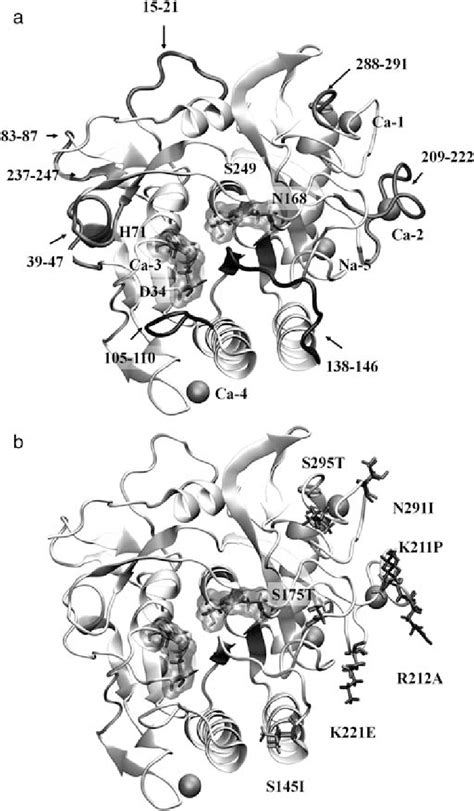 Cartoon Representations Of The Crystal Structure Of Subtilisin S