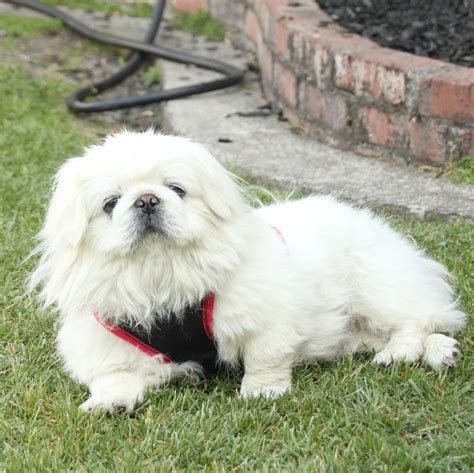 Pekinese