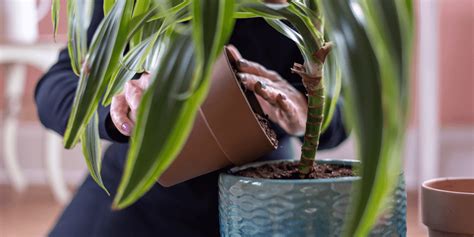 How To Repot A Houseplant Royal City Nursery Blog