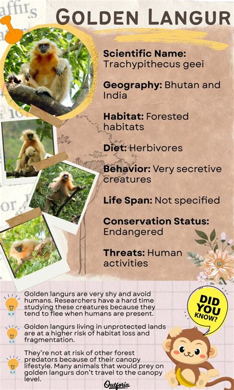 Meet the Golden Langur: A Rare Primate's Secrets