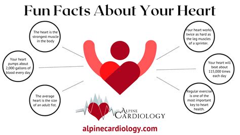 50 Fun And Interesting Facts About The Heart Alpine Cardiology