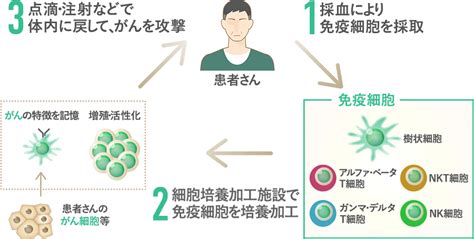 がん免疫細胞治療とは｜がん再発予防com