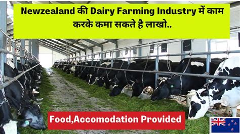 Dairy Framing Jobs In New Zealand High Paying Jobs In New Zealand How