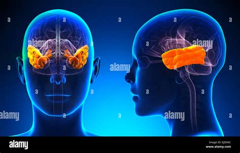 Female Temporal Lobe Brain Anatomy Blue Concept Stock Photo Alamy