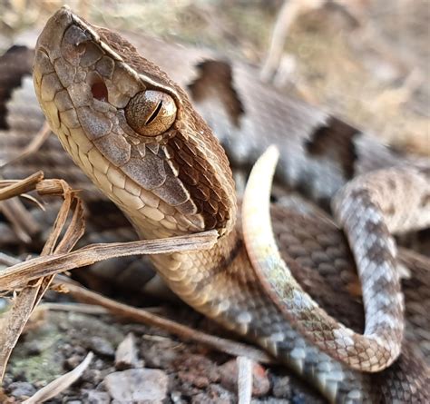 Jararaca Da Mata Serpentes Do Estado Do Rio De Janeiro BioDiversity4All