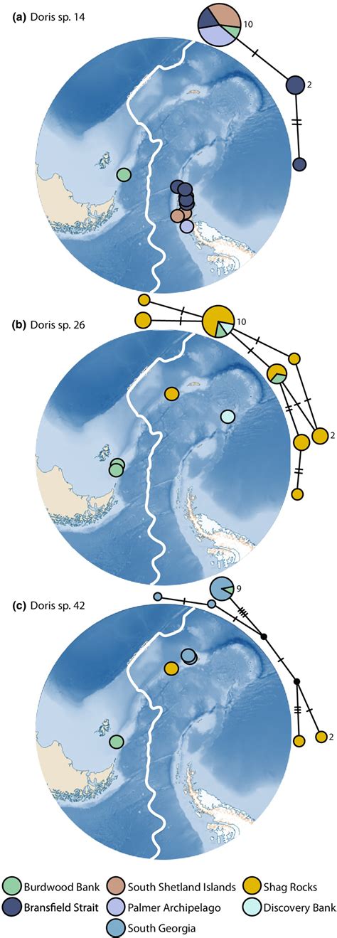 (a) TCS haplotype network for cytochrome oxidase I (COI) (right) and ... 