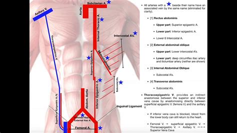 Blood Supply to the Anterior Abdominal Wall - YouTube