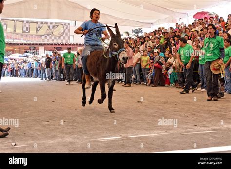 Burro Tradicional Carrera Durante El Burro Fair Feria Del Burro En