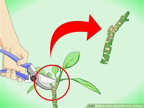 How to Grow Plumeria from Cuttings: 12 Steps (with Pictures)