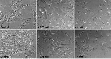 Cellular Morphology Of Hmsc Tert After Go Treatment The Upper Panel