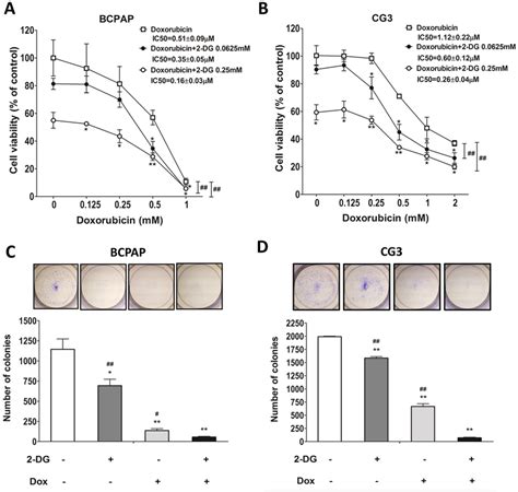 Effects Of Doxorubicin On The Viability Of Ptc Cells Treated Or Not