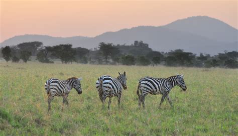 10 Day Uganda Cultural Safari With The Nomads ATW Holidays Africa