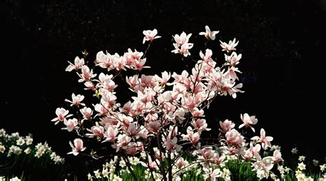 Magnolia Flower Meaning: Luck, Longevity, and Endurance