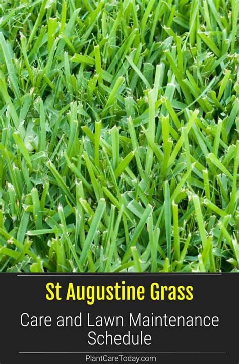 St augustine grass maintenance schedule – Artofit