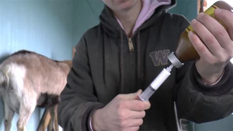 How To Give Injections To Goats Long Version Youtube