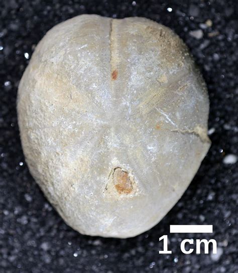 Cretaceous Sea Urchins Gallery Sam Noble Museum