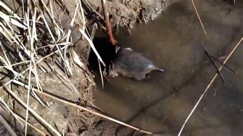 Trapping Coons And Muskrat For The First Time On The Tidemarsh In Nj