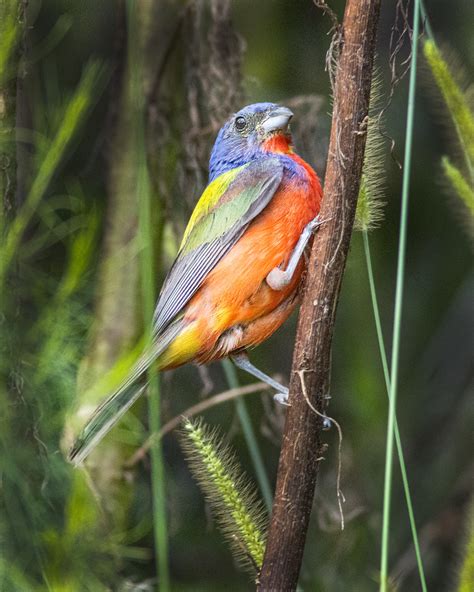 Painted Bunting Passerina Ciris Male Painted Bunting Pa Flickr