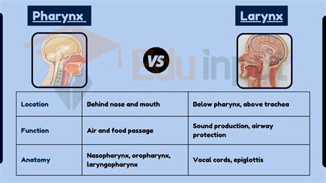 Difference Between Pharynx and Larynx