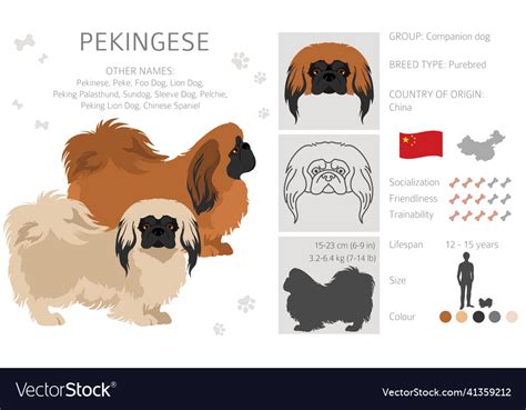 Pekingese Dog Clipart Different Poses Coat Colors Vector Image