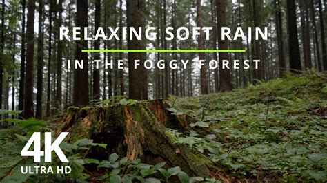 4k Relaxing Foggy Forest Rain Drops Sound 2 Hrs Of Nature Sounds For