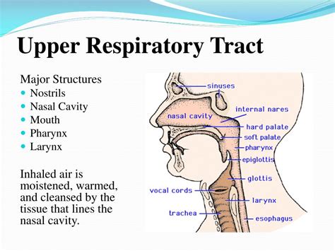 Ppt Respiratory System Powerpoint Presentation Free Download Id