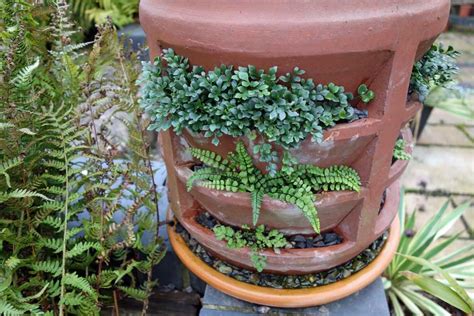 Wall Ferns The British Pteridological Society